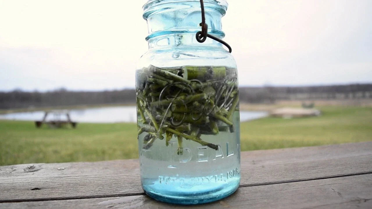 Willow Water Rooting Hormone - 25+ Thin Cuts - Natural Plant Propagation Solution - Salix spp.