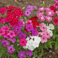 Phlox Seeds - 190 Count Beauty Mix - Annual Flower Seeds - Phlox drummondii