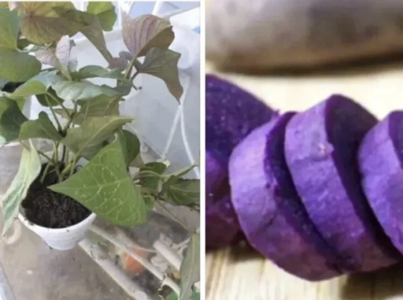 Rooted Purple Sweet Potato Plants - 5 Pack Live Plants in Pot - Ipomoea batatas