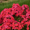 Sunset Coral Phlox Seeds - 50 Perennial Flower Seeds for Butterflies - Phlox paniculata