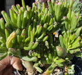 Ogre Ears Shrek ET Jade Plant Cuttings 3 Dwarf Green Succulent (Crassula ovata 'Gollum')
