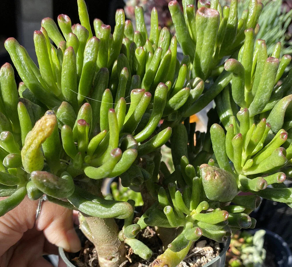 Ogre Ears Shrek ET Jade Plant Cuttings 3 Dwarf Green Succulent (Crassula ovata 'Gollum')