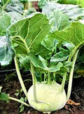 White Vienna Kohlrabi Seeds 500 Seeds Non-GMO Heirloom Brassica oleracea