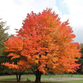 Sugar Maple Trees Set - 6-12" Tall - 4" Pot - Acer Saccharum - Deciduous - No Ship: NM, AK, HI, PR, ID, MT, UT, NV, CA