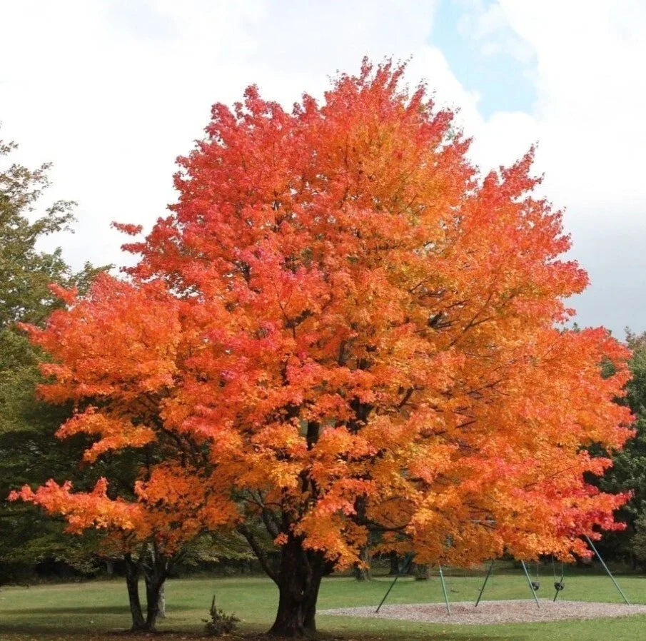 Sugar Maple Trees Set - 6-12" Tall - 4" Pot - Acer Saccharum - Deciduous - No Ship: NM, AK, HI, PR, ID, MT, UT, NV, CA
