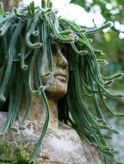 Medusa Dog Tail Cactus Cuttings - Serpentine Variety - Good Vibes - Perfect for Succulent Gardens
