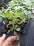 Triple Crown Thornless Blackberry Plant - 1 Healthy Non-GMO, Pesticide-Free, Rubus fruticosus