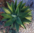 Large Cactus Cutting - #50 - Perfect for Propagation - Ideal for Succulent Gardens - Cactaceae Family