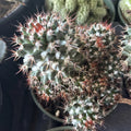 Mammillaria Voburnensis Cactus in 4" Pot - Rare Succulent Plant, Perfect for Home Decor, Indoor Gardening