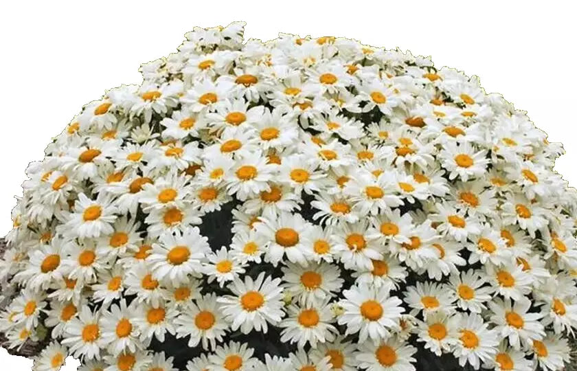 Shasta Daisy Plants, Bare Root, 4 Perennials, White Flowers, Leucanthemum × superbum, Summer Blooms for Gardens