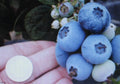 Northern Highbush Blueberry Seeds - 1000 Count - Attracts Wildlife Birds & Bears - Vaccinium corymbosum