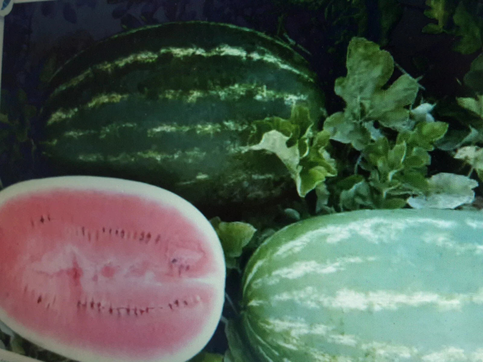 Large Watermelon Seeds 36 Count - Sweet Variety, Citrullus lanatus