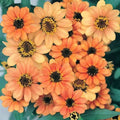 Profusion Apricot Zinnia Seeds - 100+ Pack for Garden Planting - Zinnia elegans - USA