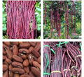Yard Long Bean Seeds - 15+ Purple-Red Asian Noodle Beans - Sitaw - Chinese String Beans