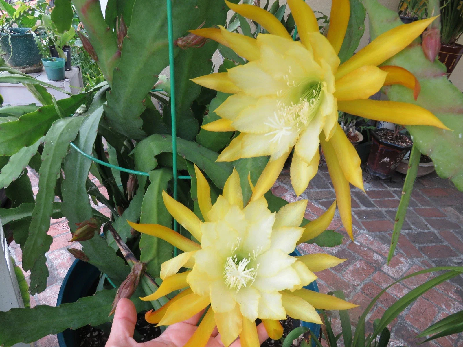 Epiphyllum Orchid Fresh Cutting Plant 8"-10" Queen of the Night Cactus Ric Rac (Epiphyllum oxypetalum)