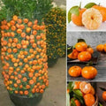 Dwarf Orange Bonsai Tree Seeds - 20 Seeds - Citrus reticulata - Indoor Gardening, Miniature Fruit Tree