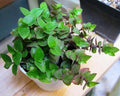 Dwarf Wandering Jew Plant - 4" Pot - Bolivian Chain Plant - Tradescantia Minima, Callisia Repens