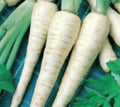 Fresh Parsnip Seeds - 100 Hollow Crown Seeds - Pastinaca sativa - Free USA Shipping
