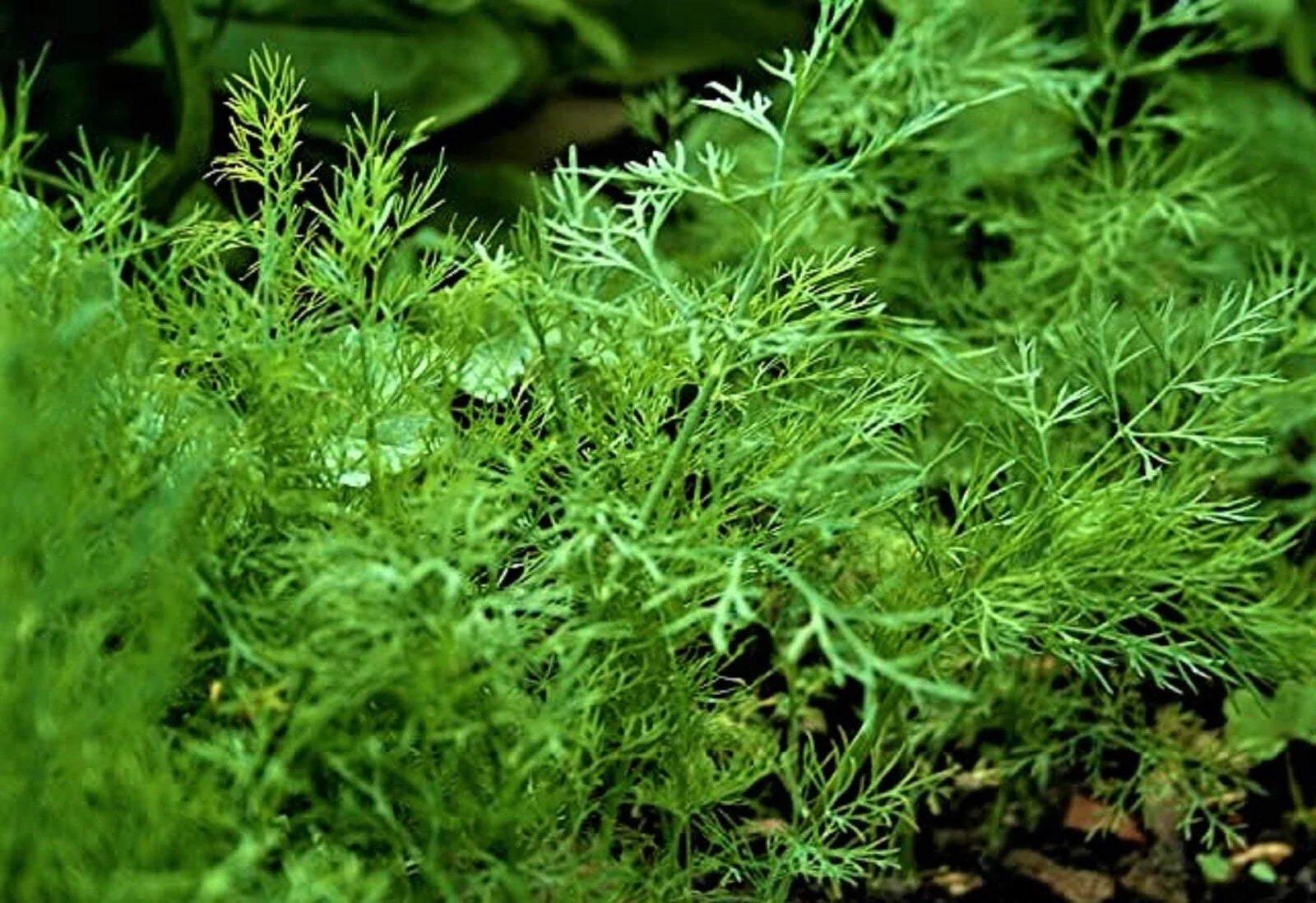 Organic Dill Seed Bouquet, 200+ Non-GMO Seeds, Anethum graveolens - Perfect for Gardening and Culinary Use