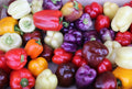 Rainbow Bell Pepper Seed Mix - 10+ Colorful Seeds - 7 Varieties - Fresh Organic Seeds - Capsicum annuum