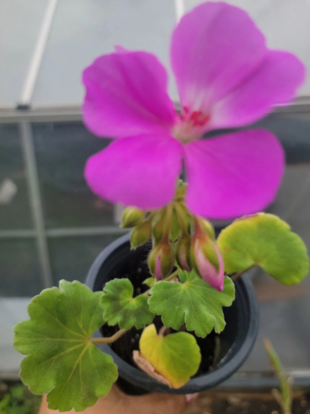 Geranium Plants Plugs 1" Lavender Blue Live Garden DIY Pelargonium x hortorum