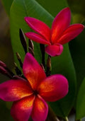 Red Root Plumeria Plant - 3 Inch Pot - Rooted - Frangipani - Deciduous, Drops Leaves in Winter