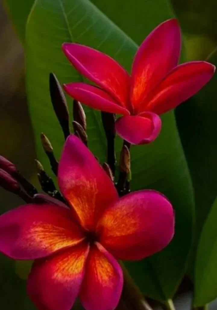 Red Root Plumeria Plant - 3 Inch Pot - Rooted - Frangipani - Deciduous, Drops Leaves in Winter