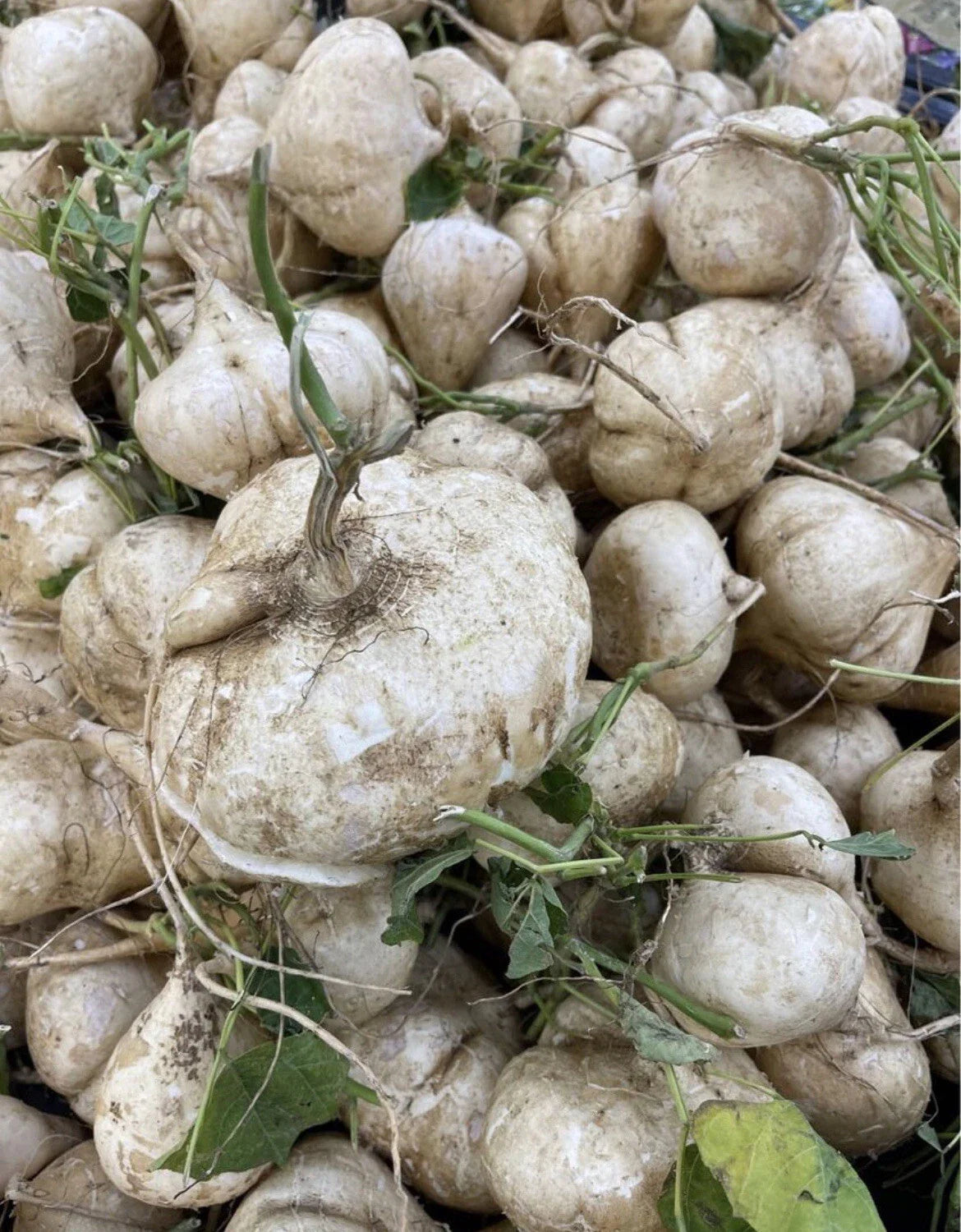 Singkamas Seeds - 100 Count Mexican Yam Bean Root, Cu Dau, Man Kaew for Planting - Pseudocereus grandiflorus