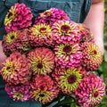 Queen Lime Red Zinnia Seeds - 100+ Pack for Garden Planting - Zinnia elegans - USA Grown