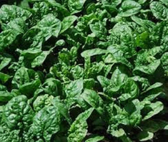Giant Noble Spinach Seeds - Fresh Organic Heirloom Variety - Sweet Flavor - Spinacia oleracea