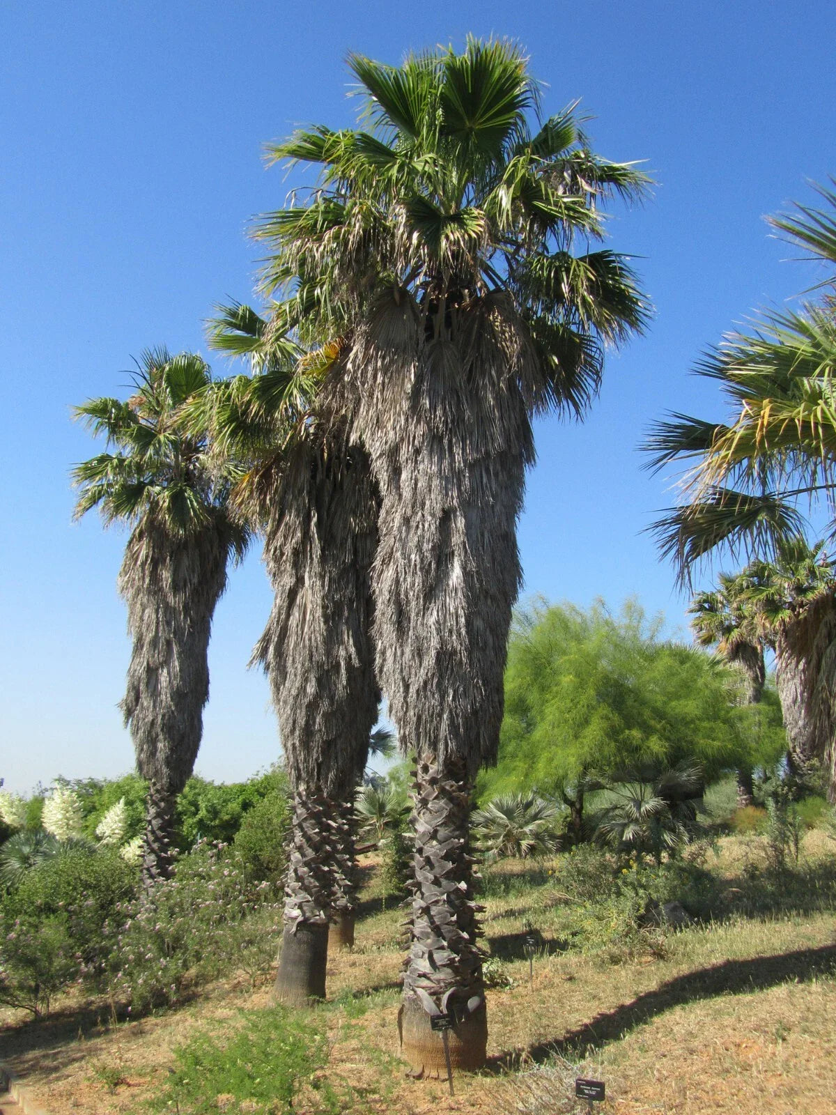 California Fan Palm Seeds, 20 Pack, Washingtonia filifera, Drought-Tolerant, Hardy Indoor/Outdoor Plant