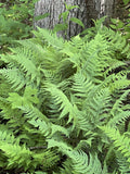 Leatherwood Fern 3-Pack Premium Native Woodland Ferns Bare Root - Ideal for Gardens and Landscaping