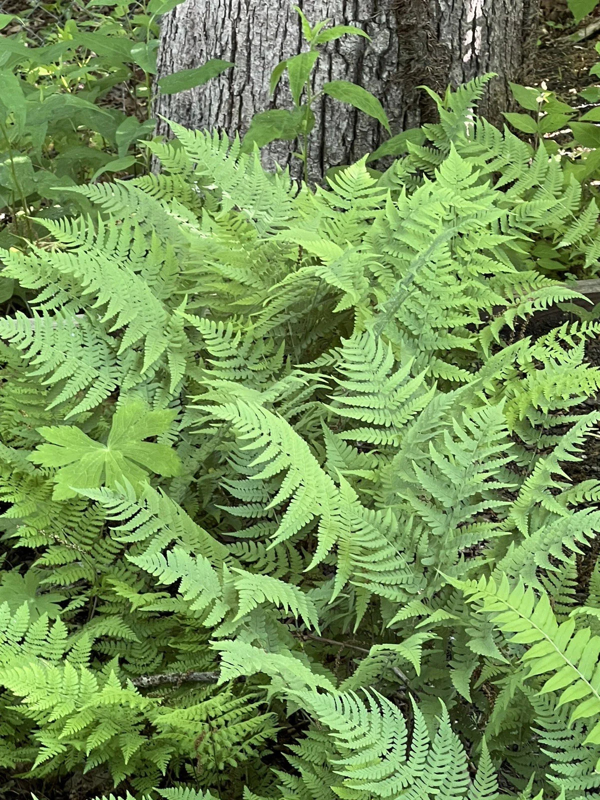 Leatherwood Fern 3-Pack Premium Native Woodland Ferns Bare Root - Ideal for Gardens and Landscaping