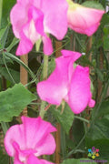 Sweet Pea Seeds - 50+ Elegance Rose Variety - Perfect for Garden Planting - Lathyrus odoratus - USA