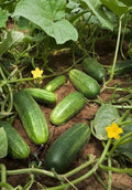 National Pickling Cucumber Seeds - 70+ Open Pollinated, NON-GMO, Organic - Cucumis sativus
