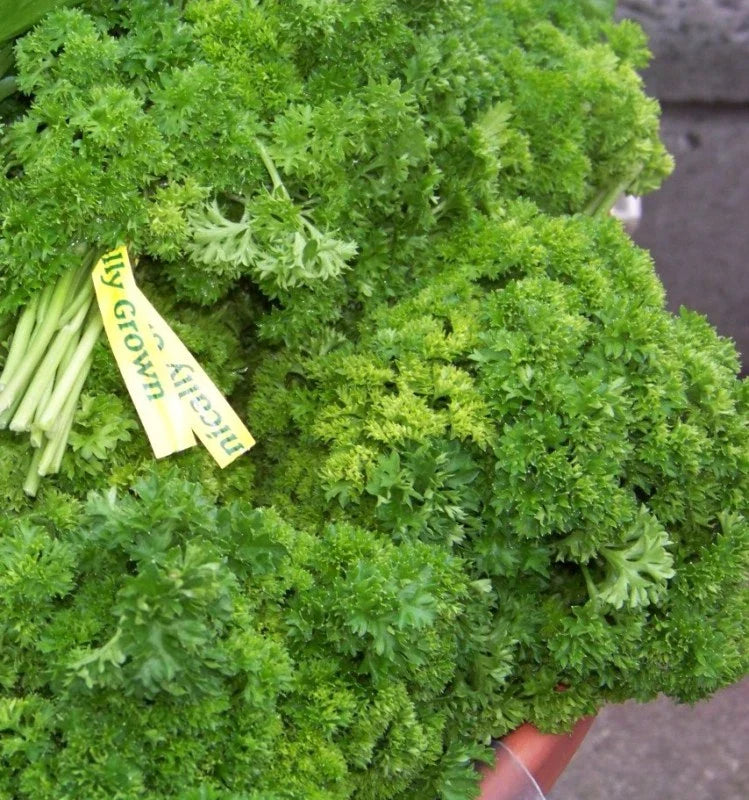 Curled Parsley Seeds - 105 Seeds - Curly Parsley Herb - Petroselinum crispum - GroCo USA - Buy 15, Ships Free