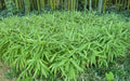 Dwarf Fernleaf Bamboo Seeds - 50 Pack - Clumping Privacy Plant for Garden - Perfect Shade Screen - Bambusa multiplex