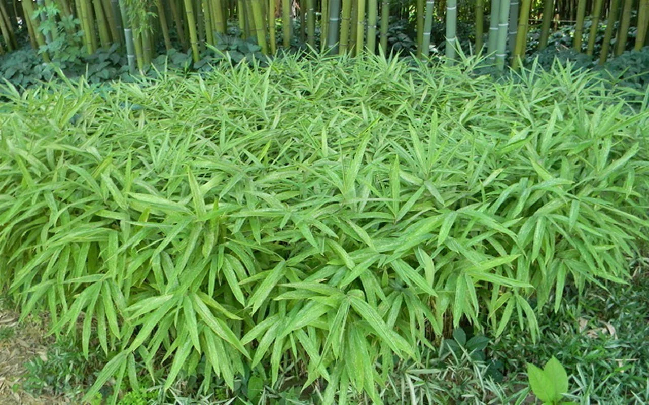 Dwarf Fernleaf Bamboo Seeds - 50 Pack - Clumping Privacy Plant for Garden - Perfect Shade Screen - Bambusa multiplex