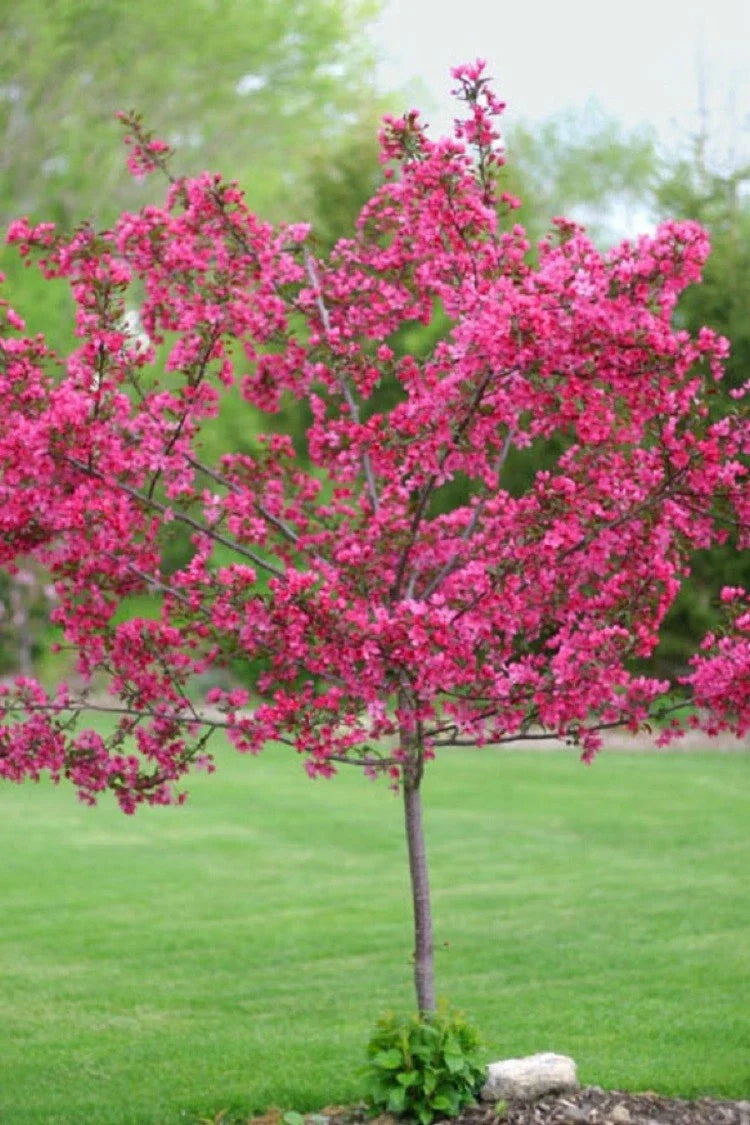 Dwarf Pink Dogwood Seeds - 5 Pack - Flowering Hardy Tree - Cornus Florida Fubra