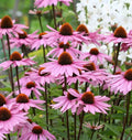 Purple Coneflower Seeds 250+ Echinacea purpurea - Perennial Wildflower, USA Grown, Free Shipping