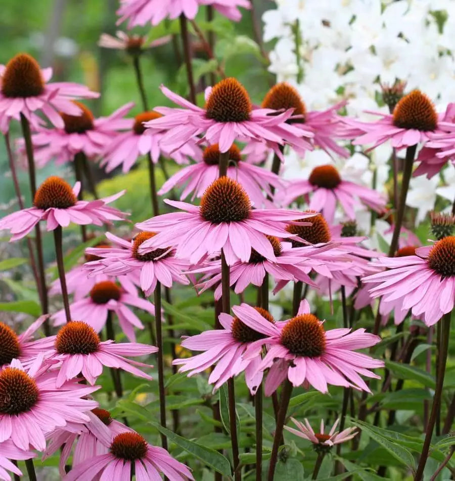 Purple Coneflower Seeds 250+ Echinacea purpurea - Perennial Wildflower, USA Grown, Free Shipping
