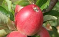 Worcester Pearmain Apple Seeds - 25+ Pack for Garden Planting - Malus domestica - USA