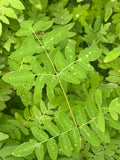 Bare-root Royal Fern Plant - Osmunda regalis - Lush Green Foliage for Garden or Landscape