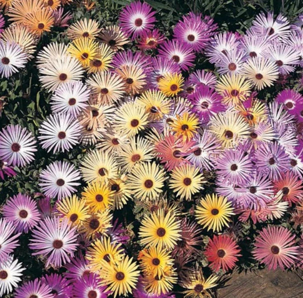 Daisy Ice Plant Seeds 500 Count - Livingstone Pastel Mix, Drought Tolerant Groundcover, Delosperma cooperi