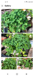 Dutch White Clover Live Organic Roots Plant 30+ Medium Nitrogen Fixer Trifolium repens
