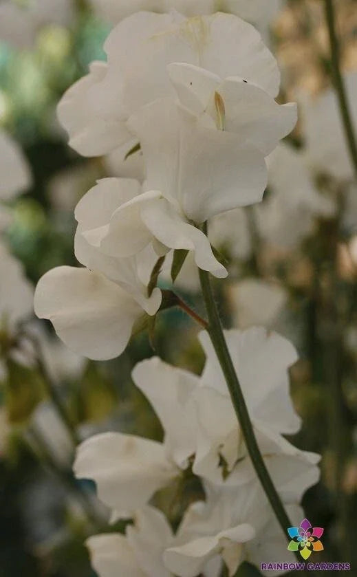 Sweet Pea Seeds - 50+ Solstice White Variety - Lathyrus odoratus - Non-GMO Garden Planting - USA