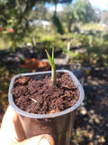 Red Sugar Cane Rooted Node - Saccharum officinarum - Organic Plant Cutting for Gardening and Landscape Use