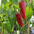 Sweet Marconi Rosso Pepper Seeds, Italian Non-GMO, Multiple Sizes Available, Capsicum annuum