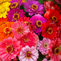 Zinnia Seeds - Over the Rainbow Mix - 100 Seeds - Colorful Garden Flowers - Zinnia elegans
