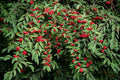 Red Elderberry Seeds - 50 Pack - Sambucus racemosa - Organic Planting Seeds for Garden